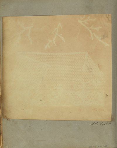 Ein Fragment von Spitze mit drei Mooszweigen von William Henry Fox Talbot